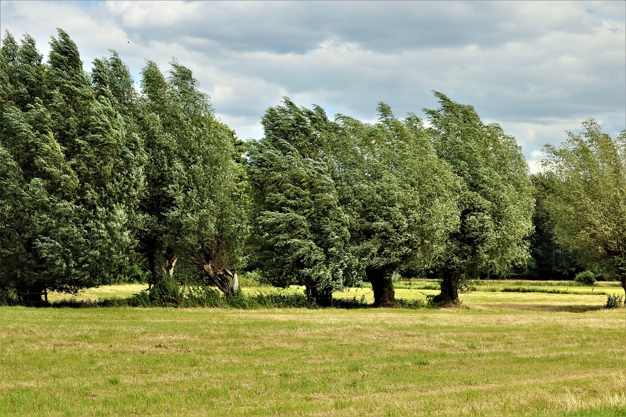 Piante da giardino resistenti al vento e a condizioni climatiche imprevedibili.