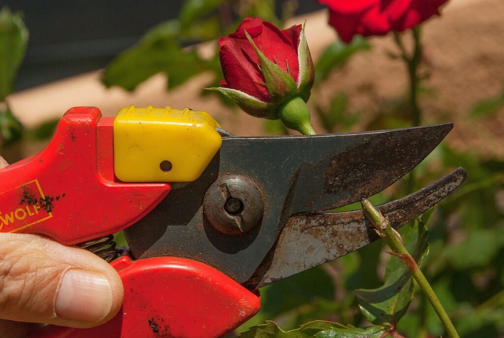 Rose in primavera: quando potare tra febbraio e aprile 2025